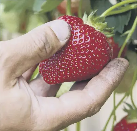  ??  ?? 0 Scottish grown strawberri­es and cherries have seen a rise in demand thanks to clever marketing and supermarke­t deals