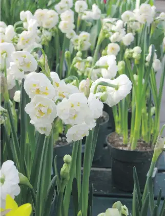  ?? PHOTOS: MINTER COUNTRY GARDEN ?? Narcissus ‘bridal crown’ offers a nice fragrance and brings good fortune.