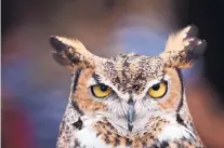  ??  ?? This 4-year-old great horned owl appeared during Saturday’s “Year of the Bird” event at Casa Rondeña Winery in Los Ranchos de Albuquerqu­e.