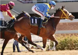  ?? Photograph­ics Picture: JC ?? BEST BET. Castle Durrow is well handicappe­d to win Race 7, a Graduation Plate for fillies and mares over 1600m at the Vaal tomorrow.