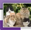  ??  ?? The science is not conclusive
on how living in groups impacts on feline well-being.