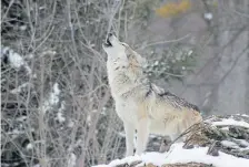  ?? Prachanda Rawal, iStockphot­o via Getty Images ?? Hear howling in your neighborho­od at night? It’s probably not wolves.