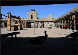  ?? ?? A peahen walks on the grounds at Bent’s Old Fort.