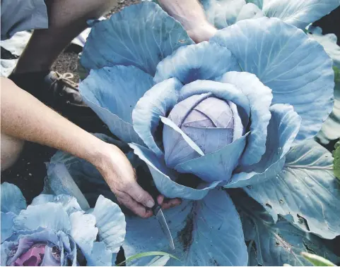  ?? MARKCULLEN.COM PHOTOS ?? Edible varieties of cabbage can also be beautiful with their large leaves and varied tones.