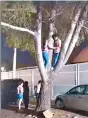  ?? ?? lealtad llevó a algunos a subirse a árboles para poder verlos.