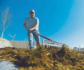  ?? John Leyba, The Denver Post ?? Juan Herrera, an employee at Singing Hills Landscapin­g, spreads out some mulch as he works on a park at the Riverdale Dunes community in Commerce City on Wednesday.