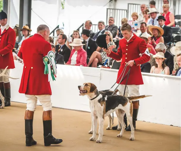  ??  ?? Left: the Fitzwillia­m leaving the arena Centre from top: the fiercely competitiv­e inter-hunt relay; the Royal Artillery wait to go in; young Jack Higgs with a Trinity Foot Beagle
Above: the VWH winning the couples class