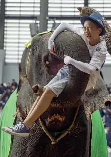 ??  ?? Sollevamen­to pesi Una turista sale maldestram­ente su un elefante a Pattaya, in Thailandia, dove il numero dei pachidermi catturati per far divertire i turisti è aumentato di un terzo negli ultimi 5 anni ( Reuters)