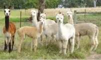  ??  ?? Weenlings from the Merungle Alpaca Stud.