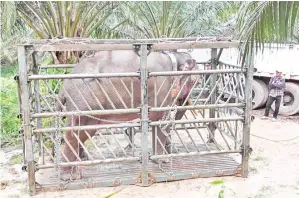  ??  ?? GAJAH jantan dimasukkan ke dalam kurungan sebelum diangkut dengan lori untuk dilepaskan di Hutan Simpan Kawag, Lahad Datu.
