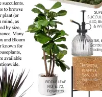  ??  ?? FIDDLE-LEAF FIG, £170, Flowerbx
SUPER SUCCULENTS, £30, Bloom & Wild
MISTER, £8, Garden Trading