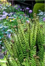  ??  ?? Stately alpine wood fern, Dryopteris wallichian­a: narrow, but clump-forming.