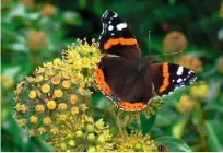  ??  ?? AIR ADMIRAL A delicate butterfly with a strong flight: red admirals wing to Britain from North Africa and continenta­l Europe.