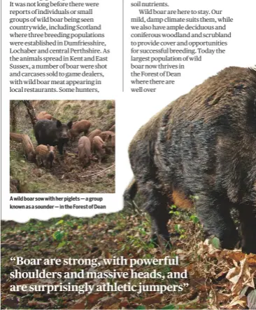  ??  ?? A wild boar sow with her piglets — a group known as a sounder — in the Forest of Dean