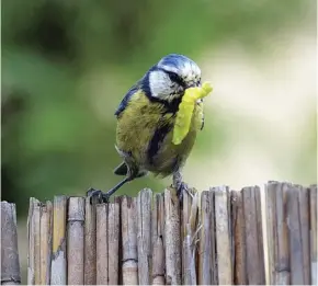  ??  ?? A holistical­ly-tended plot can feed birds as well as humans