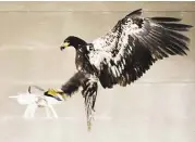  ?? Dutch Police via Associated Press ?? Some proponents of using birds to stop unmanned aerial vehicles like the idea because the animals can sink their talons into the drones and safely bring many of them to the ground.