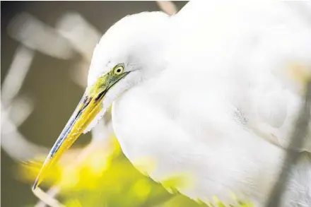  ?? PATRICK CONNOLLY/ORLANDO SENTINEL PHOTOS ?? A great egret sits in a nest near the alligator breeding marsh at Gatorland on March 11.