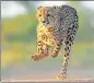  ?? GETTY IMAGES ?? To begin with, there will be 12 cheetahs from South Africa and 8 from Namibia.