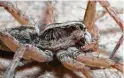  ??  ?? The Carolina wolf spider is the state spider of South Carolina. It’s also the largest wolf spider in North America. Heather BroccardBe­ll / Getty Images