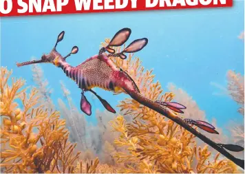  ?? Picture: KADE MILLS ?? SEE WEEDY: Weedy seadragon numbers in Port Phillip Bay are declining.