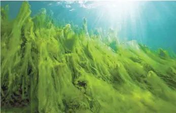  ?? FOTO: WOLFGANG HERATH/EPD ?? Algen sehen unter Wasser zwar schön aus – doch wenn man in einem See schwimmt, empfinden die meisten die Pflanzen als unangenehm.