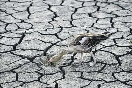  ?? Anna Szilagyi Associated Press ?? A GOOSE in the dried bed of Hungary’s Lake Velence. “We always think Europe is a water-rich region,” one hydrologis­t said. “No longer.”