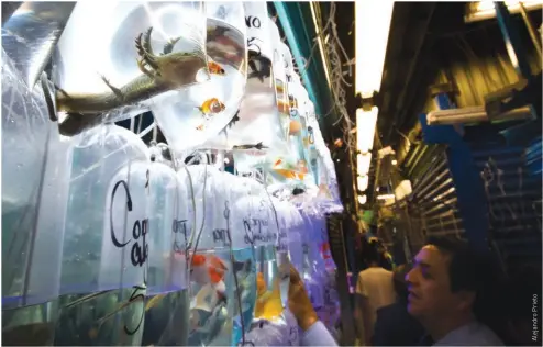  ??  ?? ABOVE Inside Mercado Mixhuca, the black market of animals located in Mexico City, you can find countless illegal species for sale, including axolotls