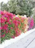  ??  ?? Colors galore! Neon colors of Bougainvil­lea vines combined on a fence in a residentia­l area. Vines have been pruned heavily to keep close against iron fence.