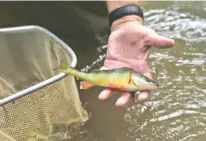  ??  ?? TVA aquatic zoologist David Matthews holds a yellow perch caught during Tuesday’s aquatic survey.