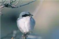  ?? COURTESY PHOTO ?? One might think of this 9-inch-long bird with a 12-inch wingspan and snappy black mask as a typical songbird, but the loggerhead shrike has a bit of an edge.