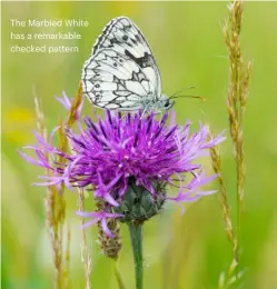  ??  ?? The Marbled White has a remarkable checked pattern