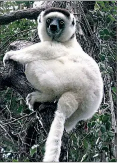  ??  ?? Sifaka lemurs are known as “dancing lemurs” because they appear to be prancing when they move across the ground. Many species of lemur call Madagascar home.