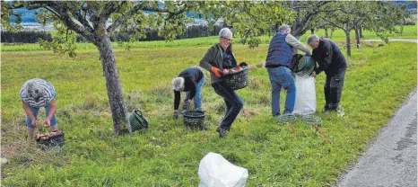  ?? FOTO: HERLINDE GROSS ?? Mitglieder des OGV Denkingen helfen das Obst beim Obstbaumle­hrpfad zu ernten. Eine mühevolle Arbeit.