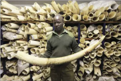  ?? TSVANGIRAY­I MUKWAZHI — THE ASSOCIATED PRESS FILE ?? In this Thursday, June, 2, 2016 file photo, a Zimbabwe National Parks official holds an elephant task during a tour of the country’s ivory stockpile at the Zimbabwe National Parks Headquarte­rs in Harare. Africa is divided over how to conserve elephants...