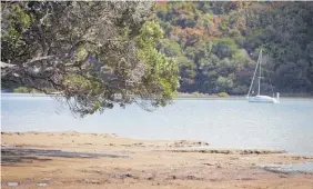  ?? Picture / Natalie Slade ?? Scores of dead shellfish were found at Okura River estuary.