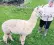 ??  ?? Arthur the alpaca was killed in similar circumstan­ces to those planned for Geronimo