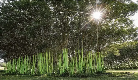  ?? Karen Warren / Houston Chronicle ?? The city’s parks and recreation department used a bright-green paint on the same grove of trees that artist Konstantin Dimopolous painted blue.