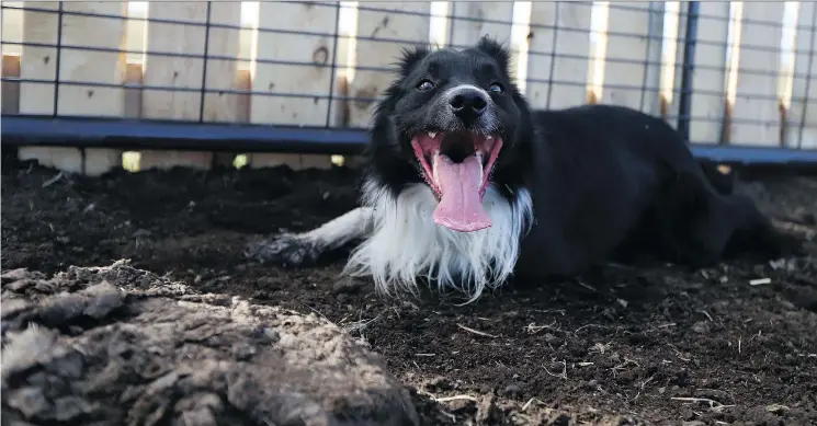  ?? MATT OLSON ?? Kero is one of the many dogs trained by business owners Marcel and Jolie Vermette at Rafter View Ranch south of Saskatoon to be a stock dog who helps herd cattle.