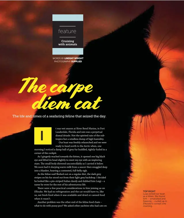  ??  ?? TOP RIGHT Luigi joined our boat as a kitten. We found him – emaciated and freezing – curled up inElkouba’s cockpit one morning.