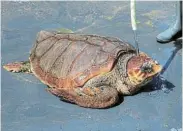  ?? Photograph: BORJA SUAREZ/ REUTERS ?? VULNERABLE SPECIES: A marine biologist cleans a Caretta Caretta turtle at the Taliarte Wildlife Recovery Centre on the island of Gran Canaria in Spain