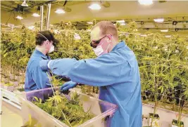  ?? StafffILEp­hotobyChRI­sChRIsto ?? BUSINESS IN BLOOM: Employees tend to marijuana plants in the flower room at New England Treatment Access’s growing facility in Franklin.