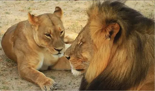  ??  ?? Slaughtere­d: Cecil (right) with a lioness from his pride in the safety of the Hwange National Park, Zimbabwe