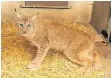  ?? FOTO: DPA ?? Luchs „Findus“war am 22. Januar aus seinem Gehege entkommen.