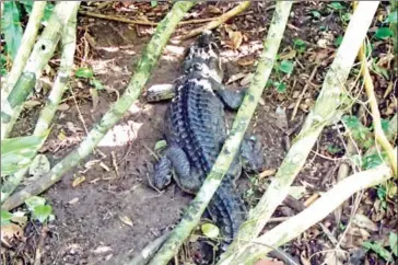  ?? FFI ?? A female Siamese crocodile released in 2018 was discovered nesting in the Cardamom Mountains.