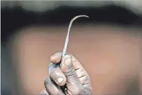  ??  ?? Tools of the trade: A circumcise­r holds a homemade needle. The world has spent nearly 50 years trying to end genital cutting but almost no money on figuring out what’s worked. Photo: Yasuyoshi Chiba/afp