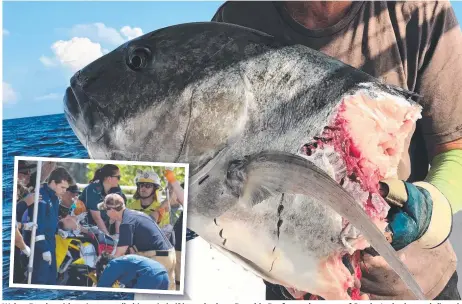  ??  ?? Walter Putzka with a giant trevally bitten in h half lf b by a shark on Bramble Reef near the scene of Sunday's shark attack (inset).