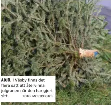  ?? FOTO: MOSTPHOTOS ?? ADJÖ. I Väsby finns det flera sätt att återvinna julgranen när den har gjort sitt.