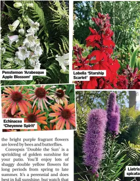  ?? ?? Penstemon ‘Arabesque Apple Blossom’
Echinacea ‘Cheyenne Spirit’
Lobelia ‘Starship Scarlet’
Liatris spicata