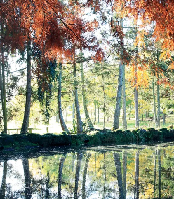  ??  ?? ABOVE Once a swampy paddock at the front of the property, this tranquil pond now helps showcase Gerry Milsom’s planting for autumn colour: “Standing under the autumn canopy of Taxodium distichum [bald cypress] you look across the pond to the Juglans nigra [black walnut] plantation in the distance,” she says.