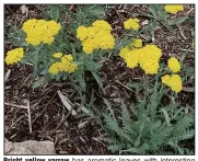  ??  ?? Bright yellow yarrow has aromatic leaves with interestin­g texture in the Arkansas Herb Unit’s Garden of Exploratio­n at the Arkansas School for the Blind and Visually Impaired.